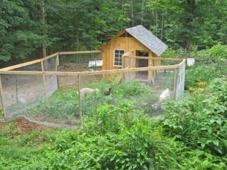 35579_goats_cleaning_up_chicken_run.jpg