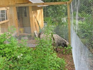 35579_wilbur_in_chicken_run.jpg