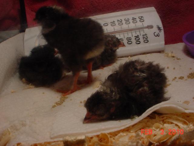 35593_4fuzzybutts_2.jpg