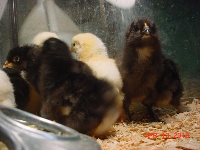 35593_april8hatchd.jpg