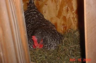 35593_barred_rock_on_nest.jpg