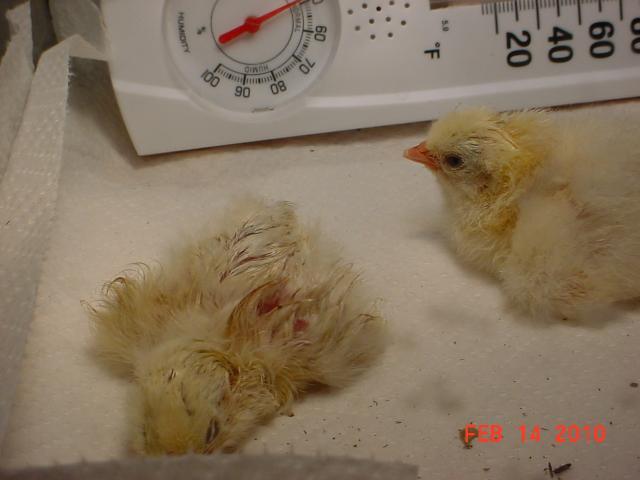 35593_brahma215a.jpg