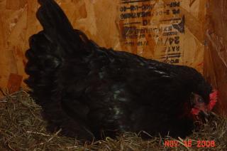 35593_bsl_on_nest.jpg