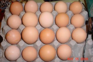 35593_egg_count.jpg
