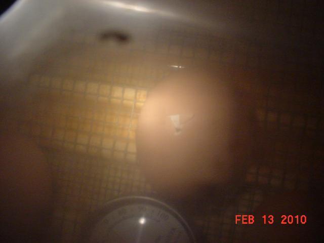 35593_feb13pip1.jpg