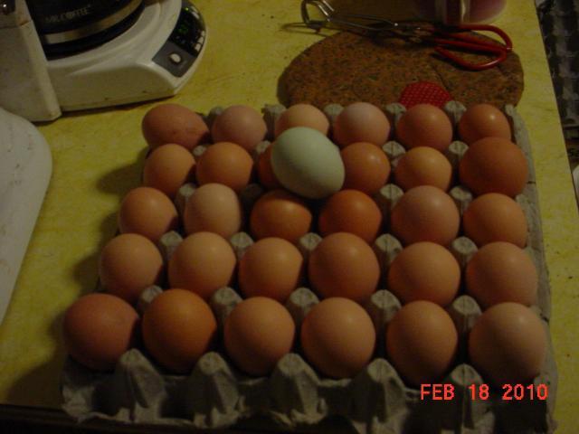 35593_feb_182010_eggs.jpg