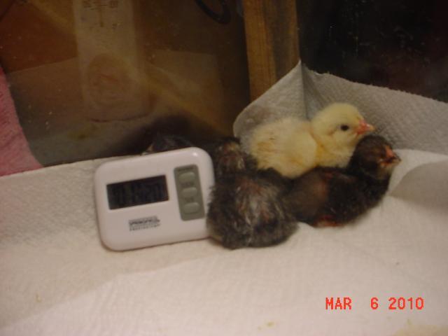 35593_march6brooder.jpg
