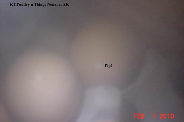 35593_pipc.jpg