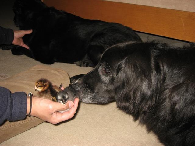 35595_sage_and_the_2_new_babies.jpg