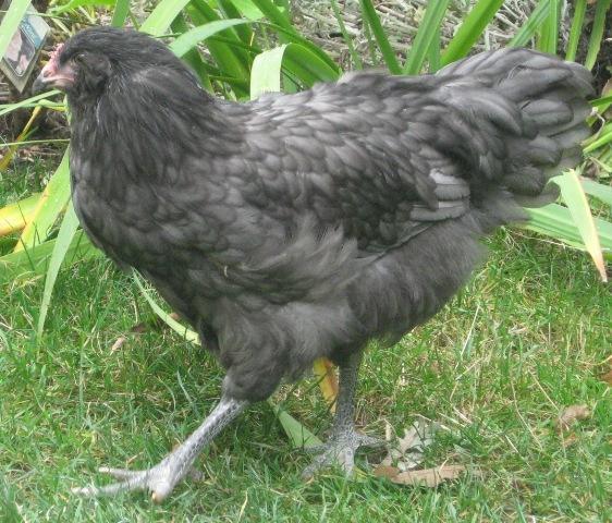 35596_chickens_10_19_09web.jpg