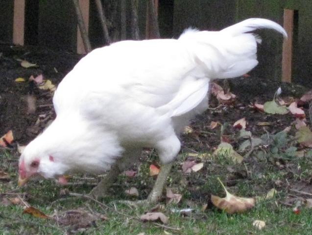 35596_chickens_10_30_09b.jpg