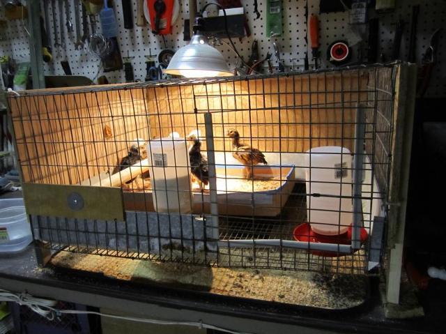 35628_brooder_1.jpg