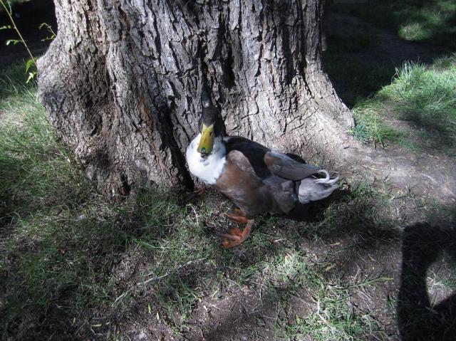 35628_duck_duck.jpg