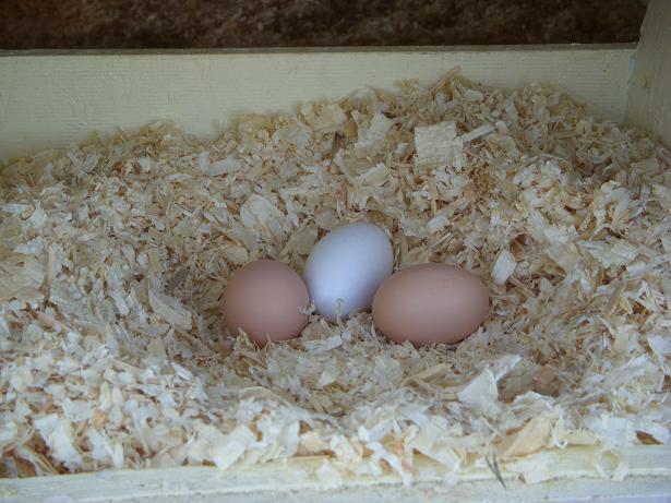 35628_eggs_in_nest.jpg