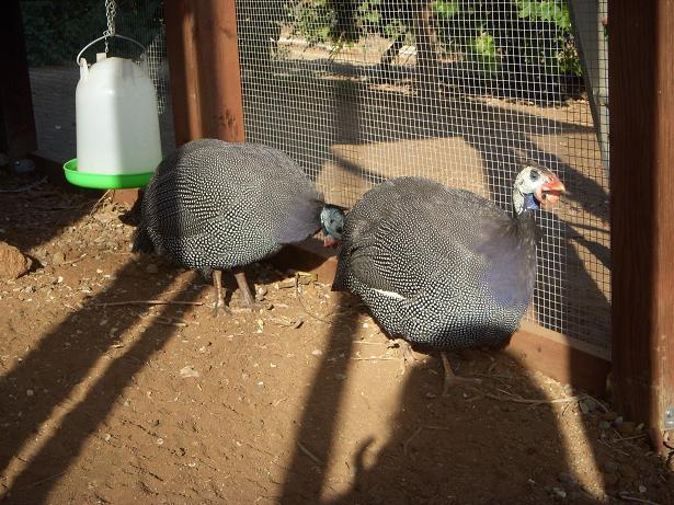 35628_guinea_inspection.jpg