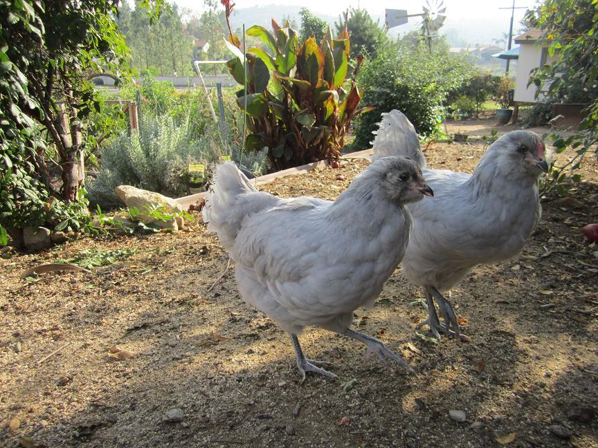35628_lavender_pair.jpg