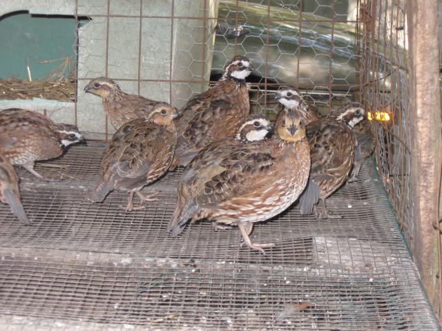 35629_bobwhite_adults_2009.jpg