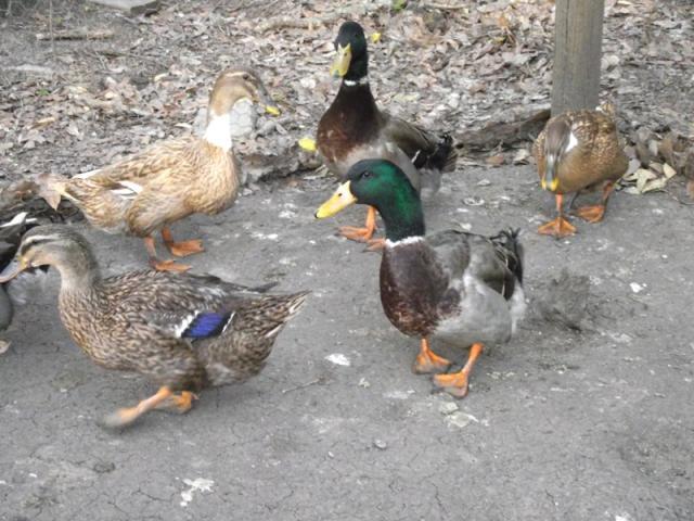 10+ Rouen Greenhead Duck Hatching Eggs | BackYard Chickens - Learn How