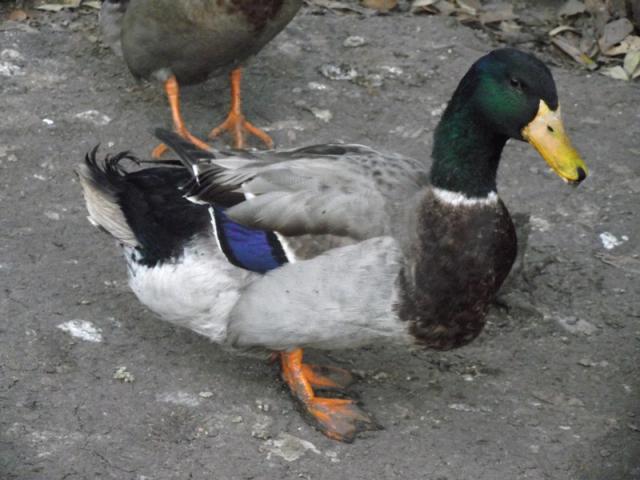 35629_ducks_4-04-2011_2.jpg