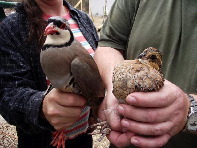35629_georgia_hen_chukar_comparison_3-09-2011.jpg