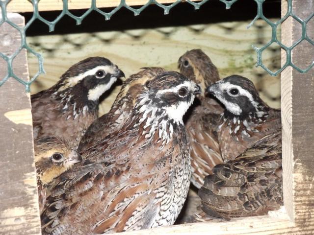 35629_giant_georgias_2-15-2011_in_the_nesting_box.jpg