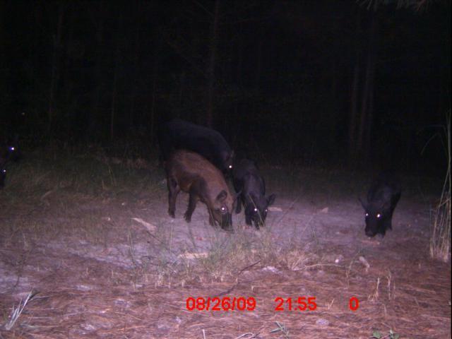 35629_icam0006.jpg