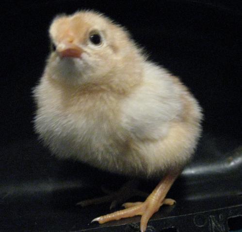 35629_oegb_chick_5-15-2010.jpg