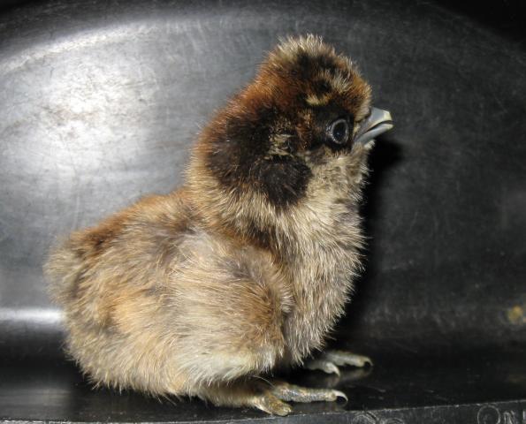 35629_silkie_chick_5-15-2010.jpg