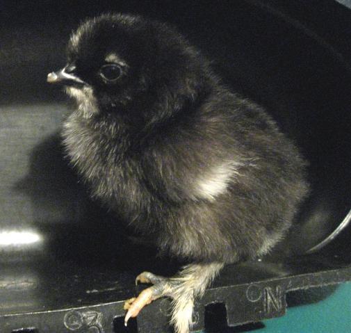 35629_silkie_chick_5-15-2010_4.jpg