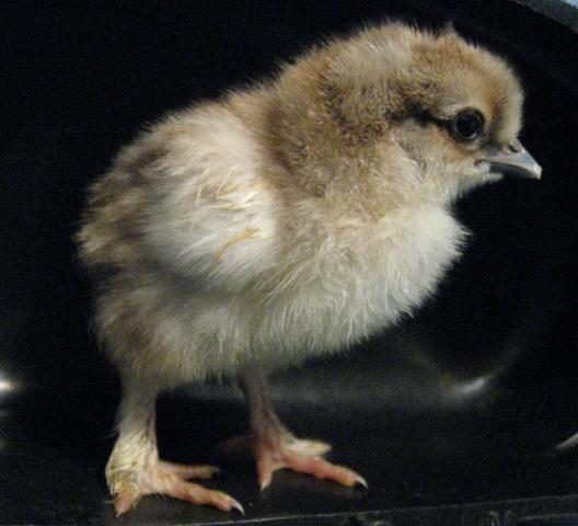 35629_silkie_cross_5-15-2010.jpg