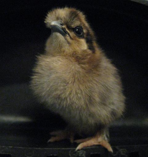 35629_silkie_cross_5-15-2010_1.jpg