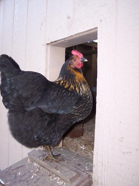 35634_patsy_entering_through_chicken_hatch.jpg