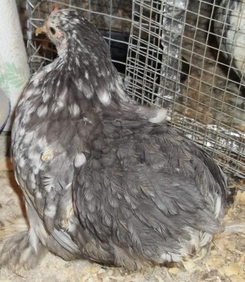 35655_bantam_cochin_005.jpg