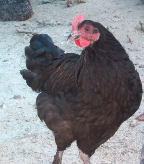 35655_black_marans.jpg