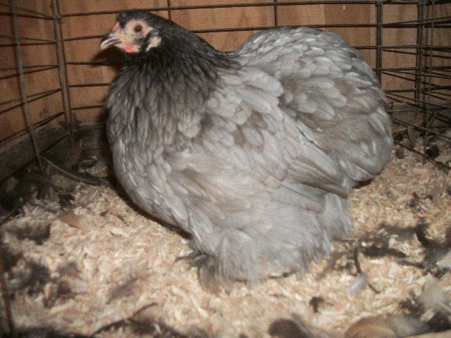 35655_blue_pullet.jpg