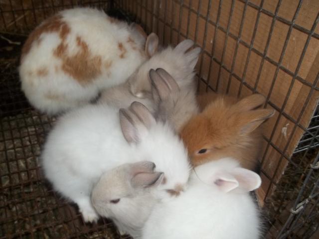 35655_bunnies.jpg