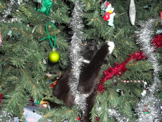 35655_christmas_and_birds_017.jpg