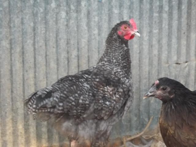 35655_marans_002.jpg