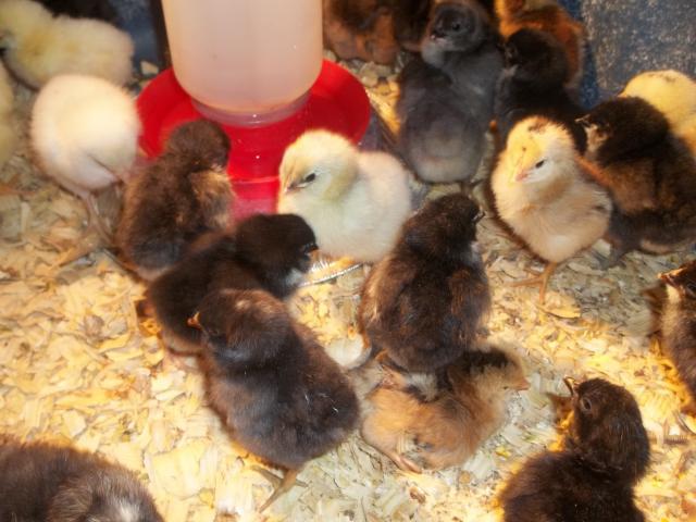35655_new_years_chicks_002.jpg