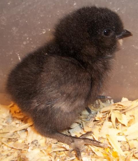 35655_new_years_chicks_015.jpg