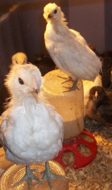 35655_new_years_chicks_023.jpg