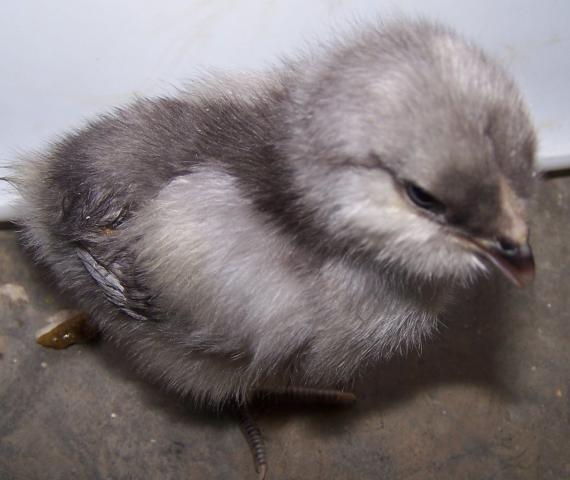 35655_pipsnpeeps_007.jpg
