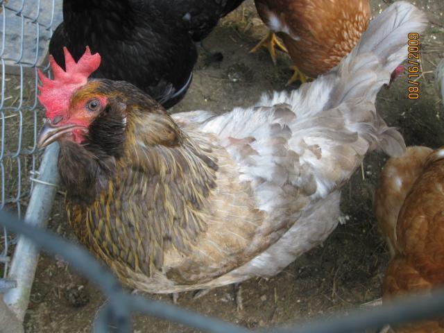 35658_chickens_8-09_023.jpg