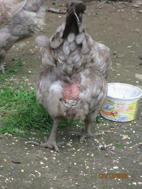 35658_chickens_8-09_026.jpg