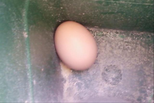 35660_egg.jpeg