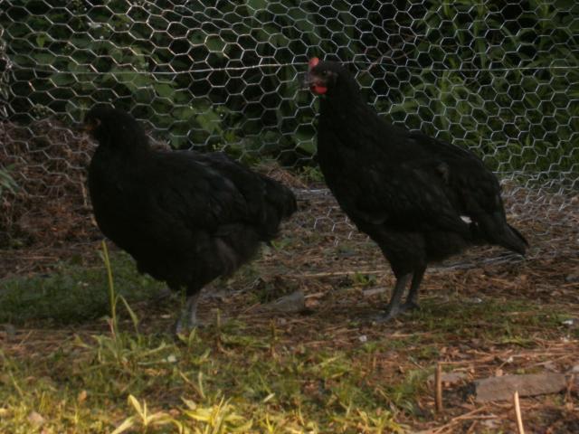 35675_019.jpg