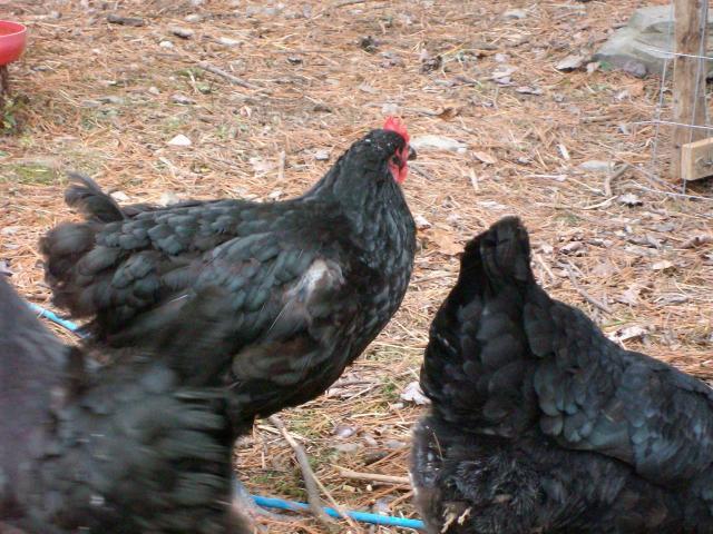 35675_chicken_pics_286.jpg