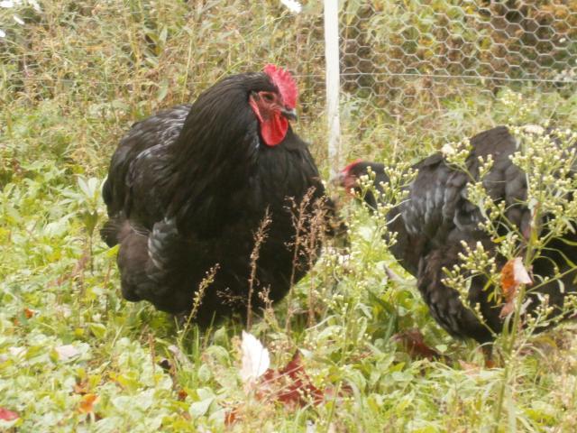 35675_p1010004.jpg