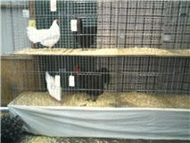 35675_poultry_show1.png