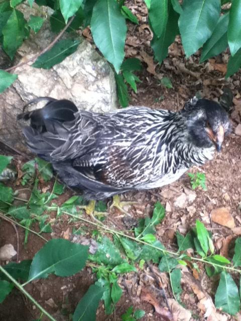 35694_chickens_1_137.jpg